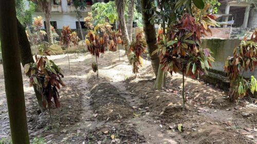 কুমিল্লায় একই স্থানে ১৬টি নতুন কবর! রহস্য উদঘাটনে তদন্ত কমিটি গঠন