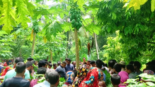 পেঁপে ‘চুরি’ করতে গিয়ে গাছ থেকে পড়ে চোরের মৃত্যু