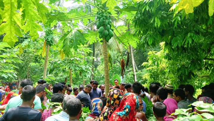 পেঁপে ‘চুরি’ করতে গিয়ে গাছ থেকে পড়ে চোরের মৃত্যু
