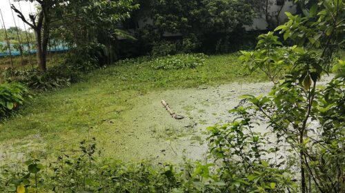 চান্দিনায় নিখোঁজের পরদিন পুকুরে মিললো প্রতিবন্ধী শিশুর মরদেহ