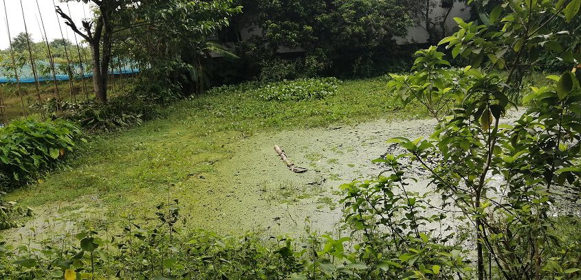 চান্দিনায় নিখোঁজের পরদিন পুকুরে মিললো প্রতিবন্ধী শিশুর মরদেহ