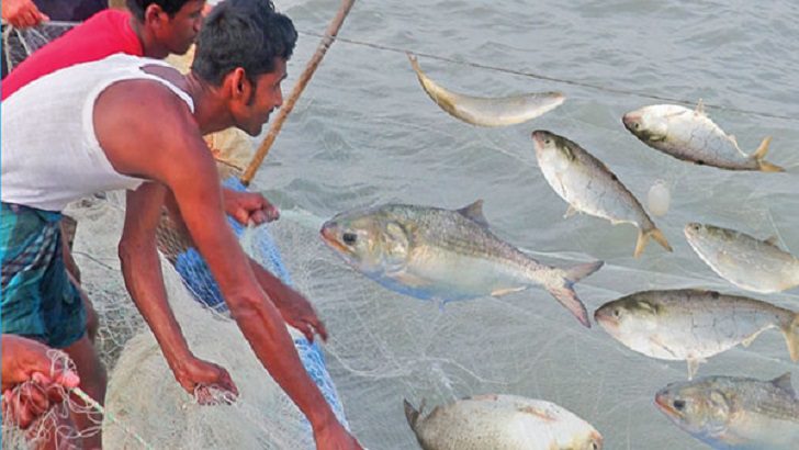 ১২ অক্টোবর থেকে ২ নভেম্বর পর্যন্ত ইলিশ ধরা নিষিদ্ধ