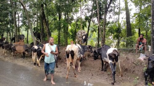 বন্যায় কুমিল্লার প্রাণিসম্পদে