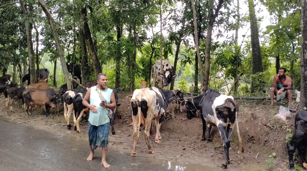 বন্যায় কুমিল্লার প্রাণিসম্পদে
