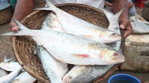 ২২ দিন ইলিশ ধরা নিষিদ্ধ